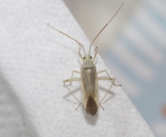 Phytocoris fuscipennis