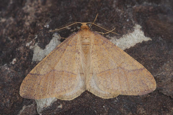 Agriopis budashkini
