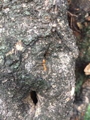 Oecophylla smaragdina