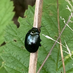 Chrysolina oricalcia