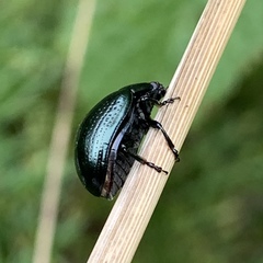 Chrysolina oricalcia
