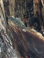 Menemerus bivittatus