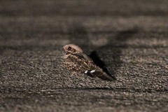 Caprimulgus ruficollis