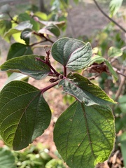 Clerodendrum trichotomum