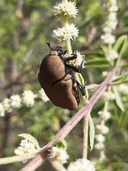 Hologymnetis cinerea