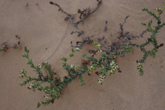 Heliotropium bacciferum