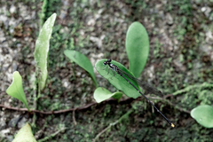 Coeliccia flavicauda