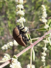 Hologymnetis cinerea