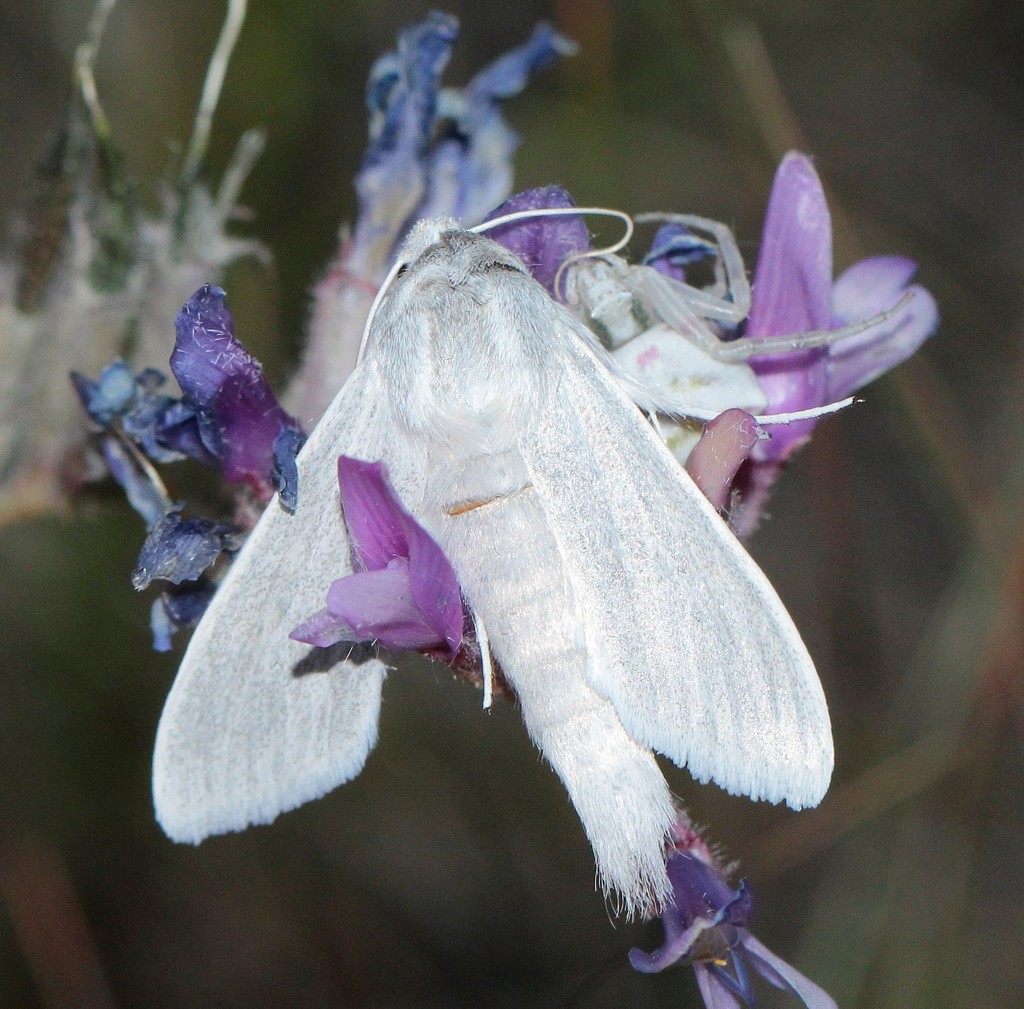 Cucullia lactea