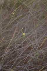 Leptadenia pyrotechnica