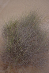 Leptadenia pyrotechnica