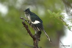 Clamator levaillantii