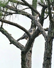 Accipiter cooperii