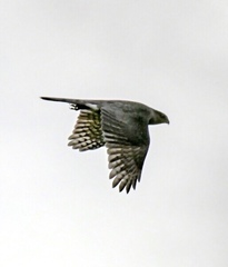 Accipiter cooperii