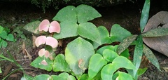 Adiantum macrophyllum