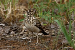 Pinarocorys nigricans