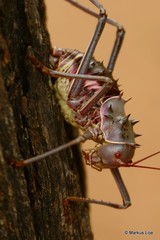 Acanthoplus discoidalis