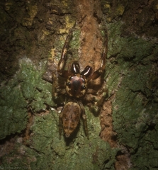 Opisthoncus barbipalpis