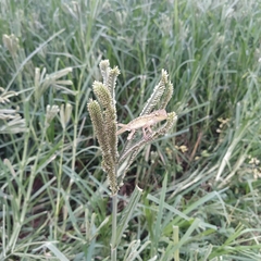Eleusine coracana