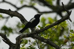 Myrmecocichla arnotti