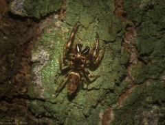 Opisthoncus barbipalpis