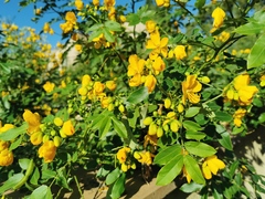 Senna corymbosa