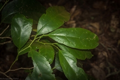 Pennantia cunninghamii