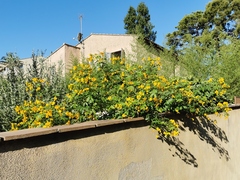 Senna corymbosa