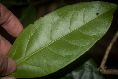 Pennantia cunninghamii