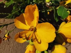 Senna corymbosa