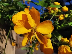 Senna corymbosa