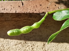 Senna corymbosa