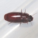 Western False-form Beetles - Photo (c) James Bailey, some rights reserved (CC BY-NC), uploaded by James Bailey