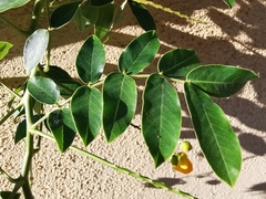Senna corymbosa
