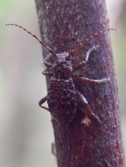 Plectrura spinicauda