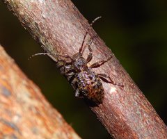 Plectrura spinicauda