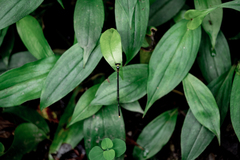 Coeliccia flavicauda
