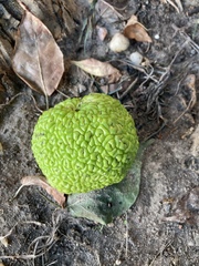 Maclura pomifera