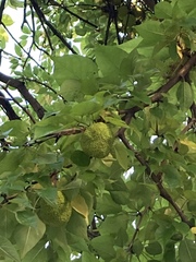 Maclura pomifera