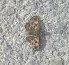 Carcharodus