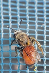 Andrena pellucens