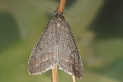 Erannis declinans