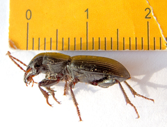 Acinopus megacephalus
