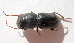 Acinopus megacephalus