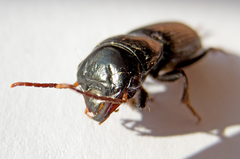 Acinopus megacephalus