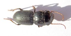 Acinopus megacephalus