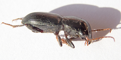 Acinopus megacephalus