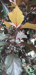 Codiaeum variegatum