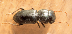 Acinopus megacephalus