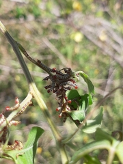 Didugua argentilinea